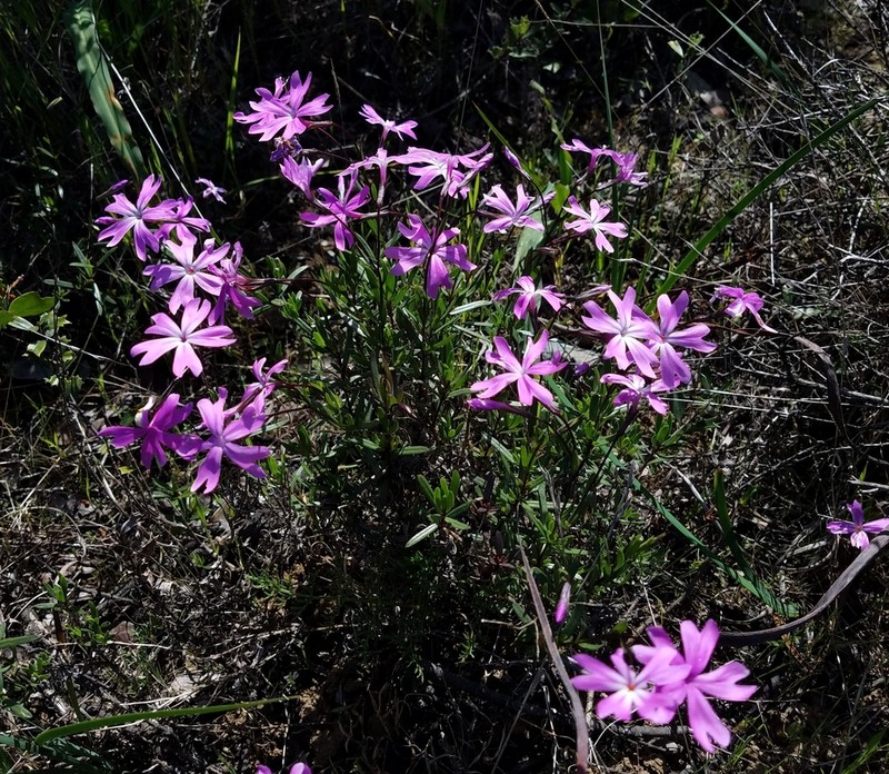 Showy Phlox photo 4