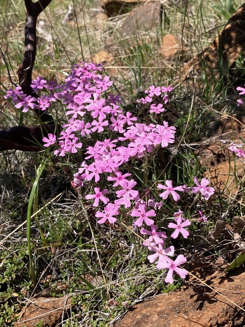 Showy Phlox photo 5