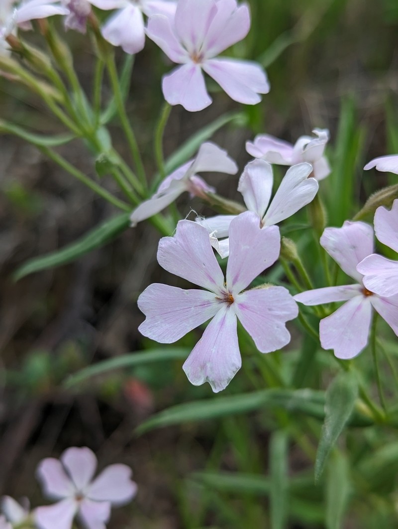 Showy Phlox photo 6