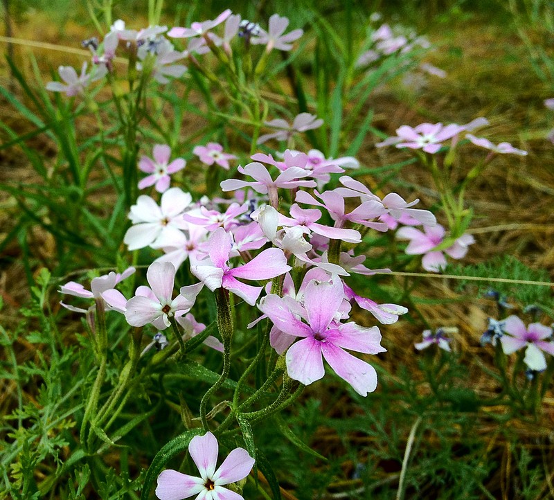 Showy Phlox photo 7