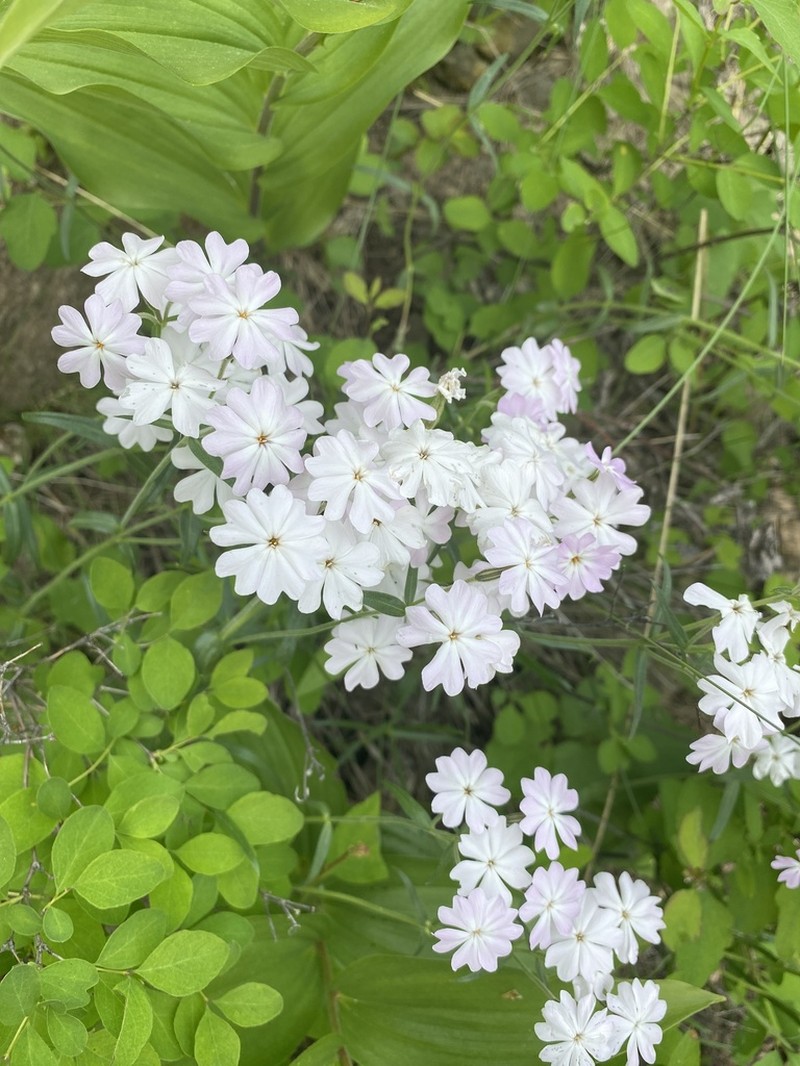 Showy Phlox photo 8