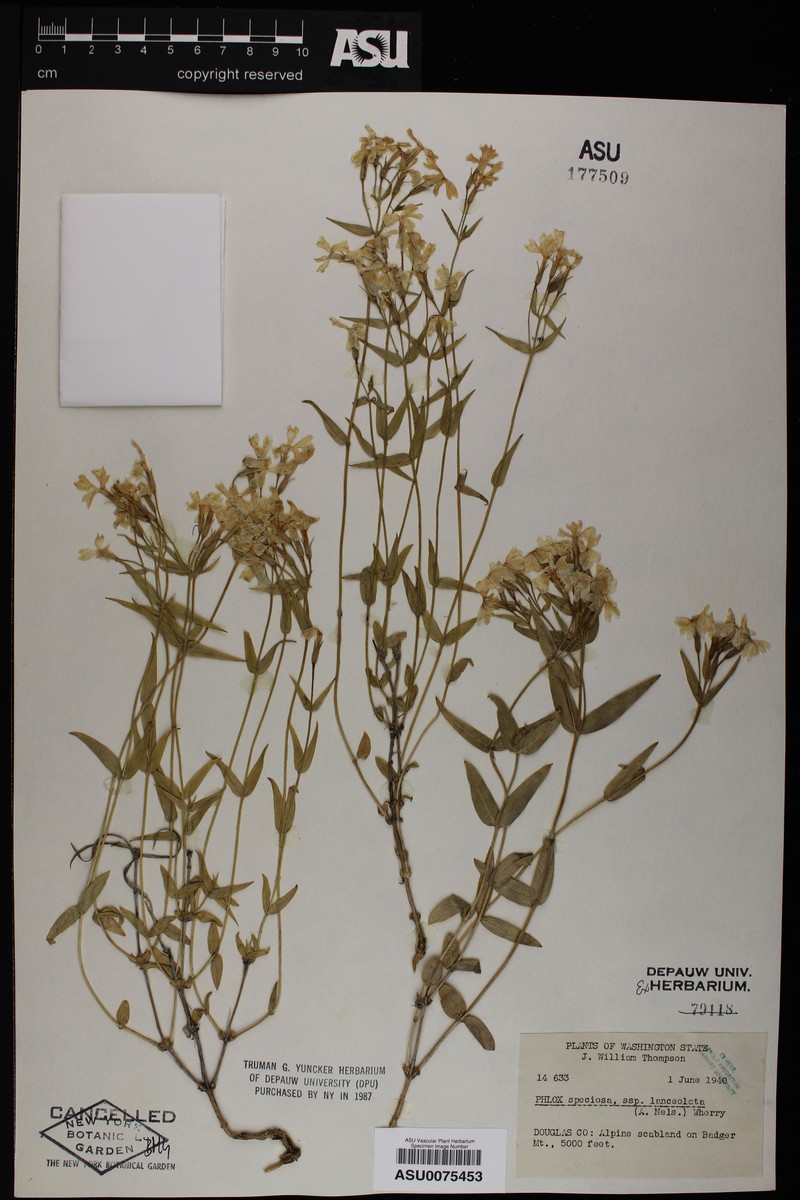 Phlox speciosa subsp. lanceolata