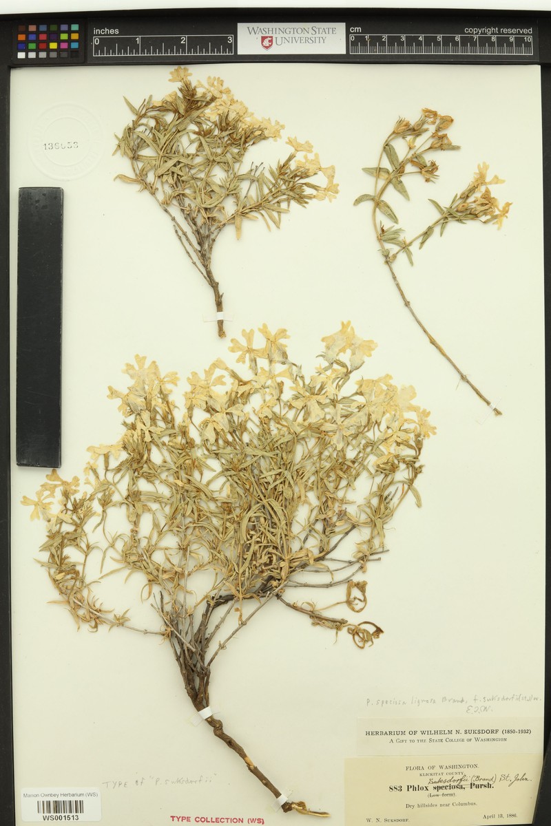 Phlox speciosa subsp. lignosa