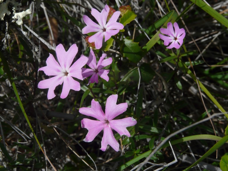 Phlox speciosa subsp. nitida