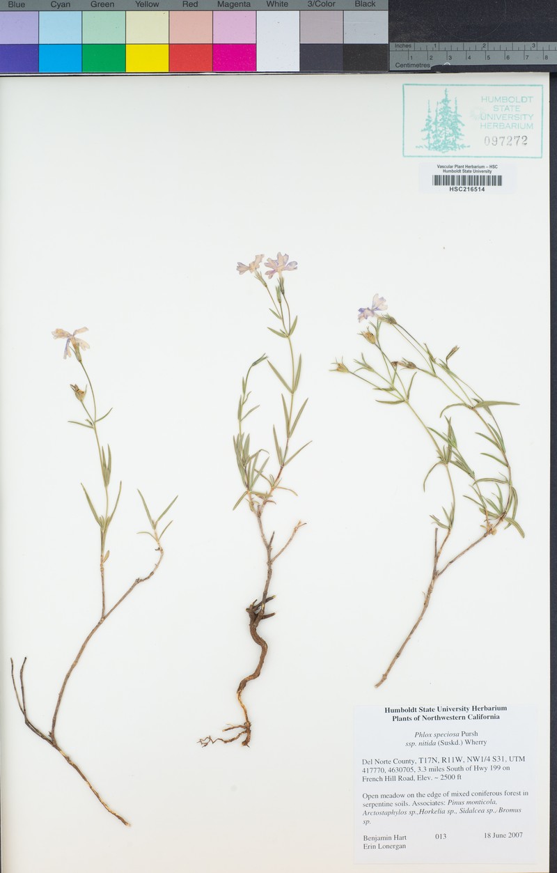 Phlox speciosa subsp. nitida photo 2