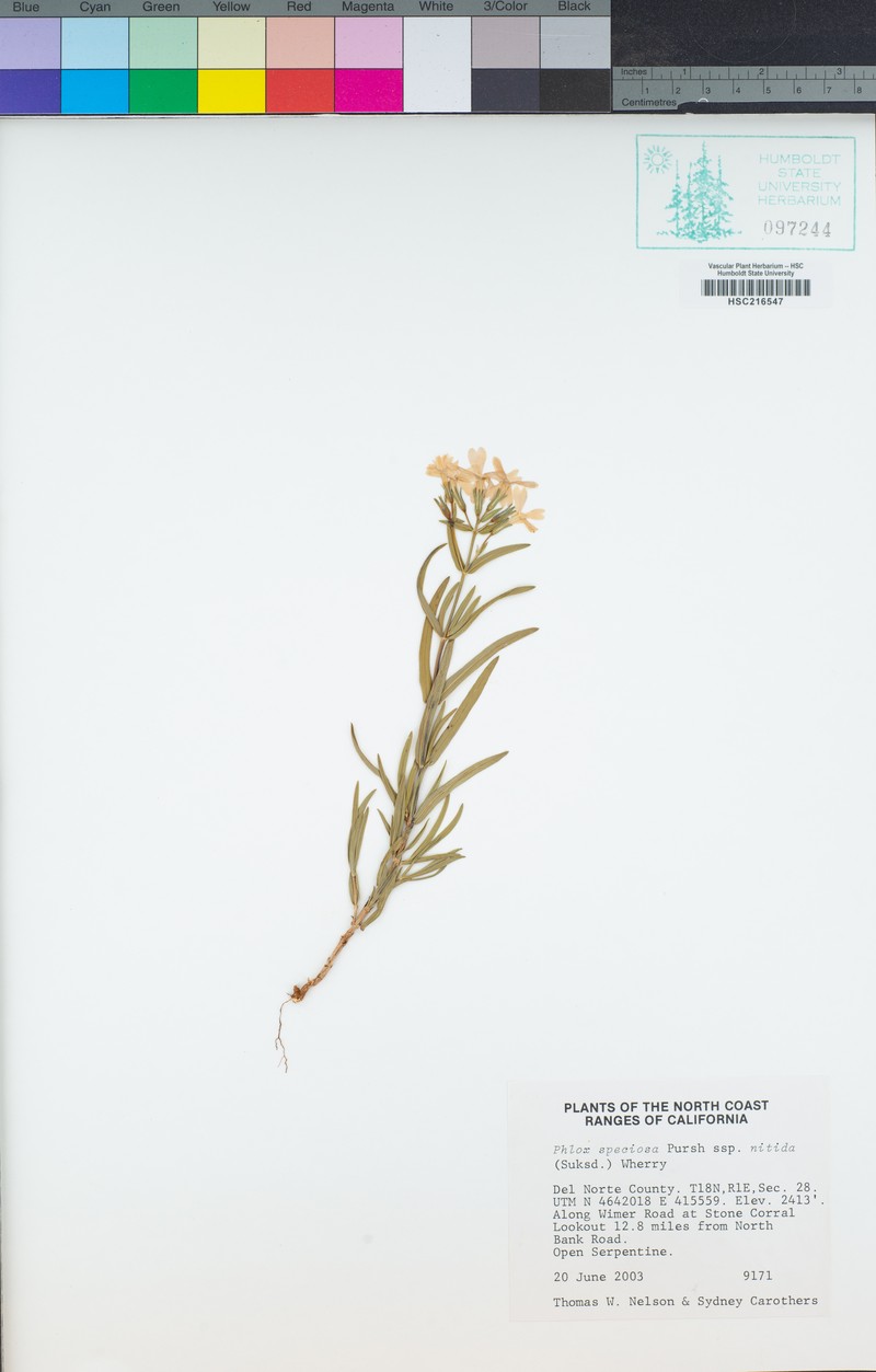 Phlox speciosa subsp. nitida photo 3