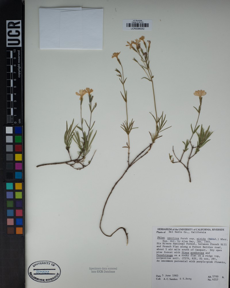 Phlox speciosa subsp. nitida photo 4