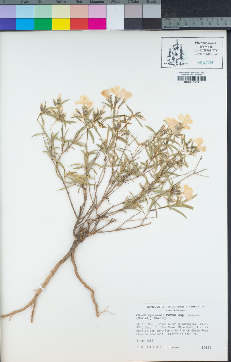 Phlox speciosa subsp. nitida photo 5