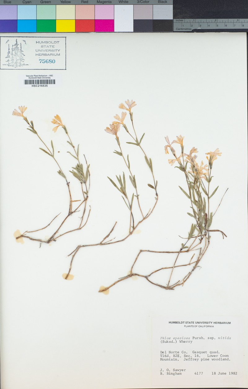 Phlox speciosa subsp. nitida photo 6