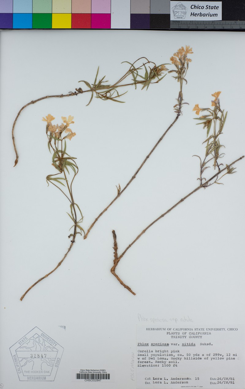 Phlox speciosa subsp. nitida photo 7