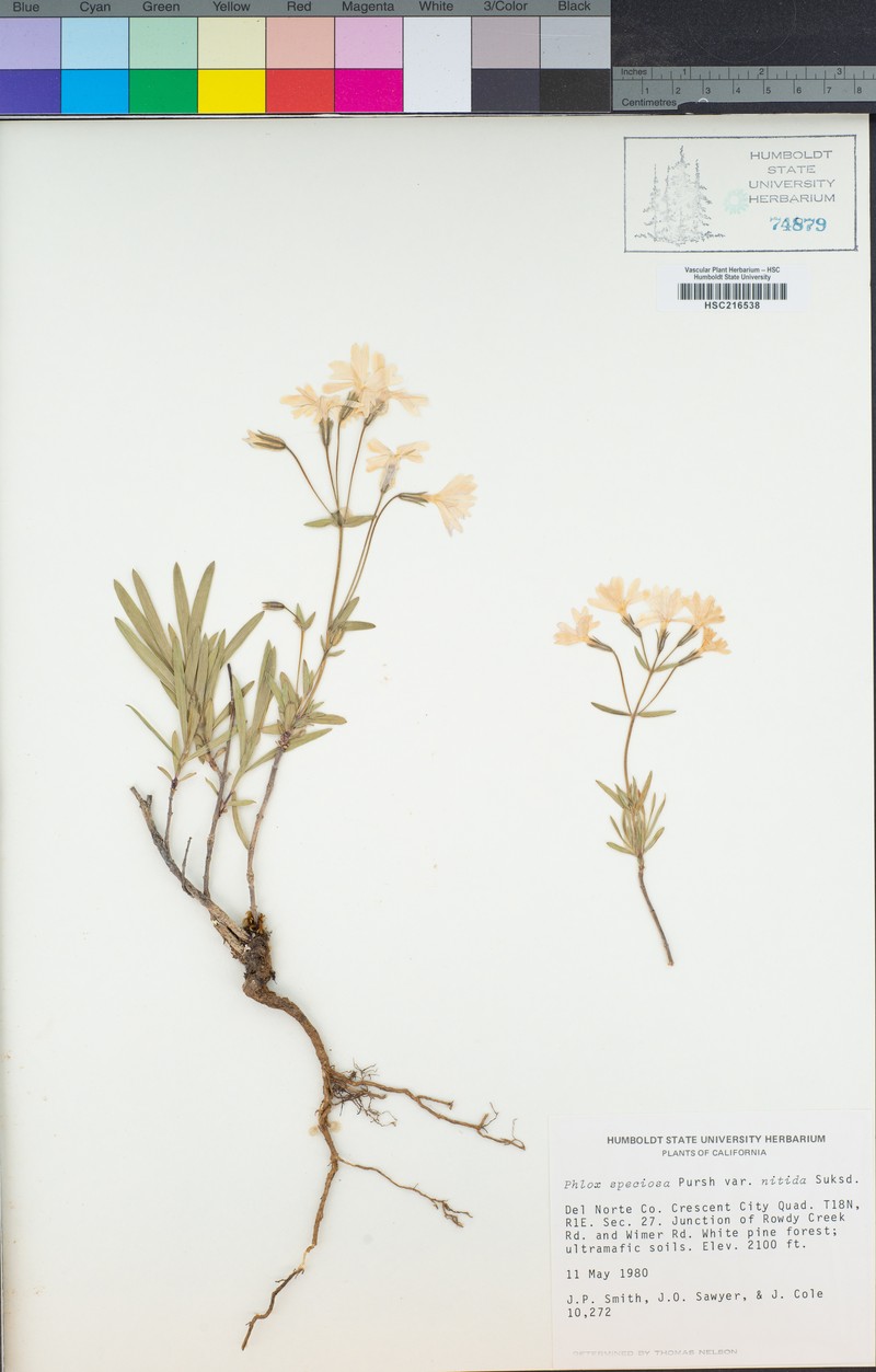 Phlox speciosa subsp. nitida photo 8