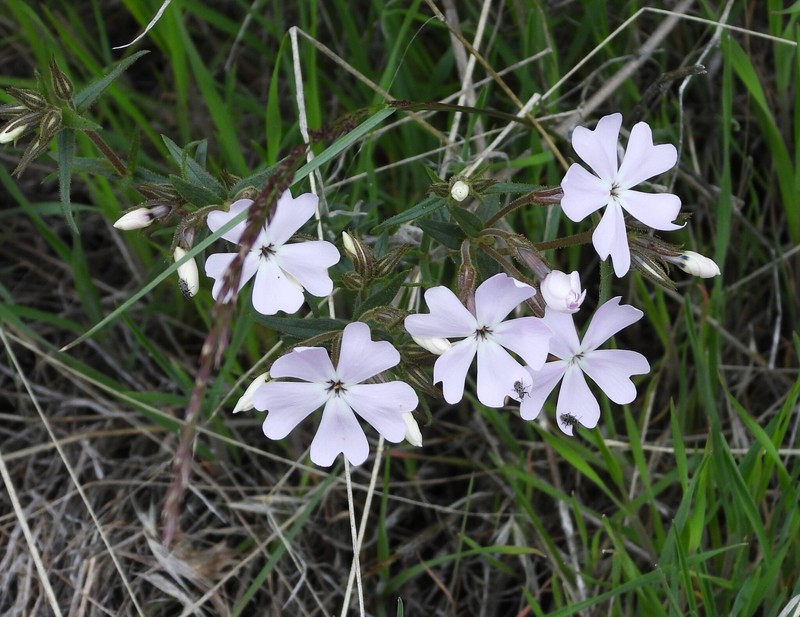 Phlox speciosa subsp. occidentalis