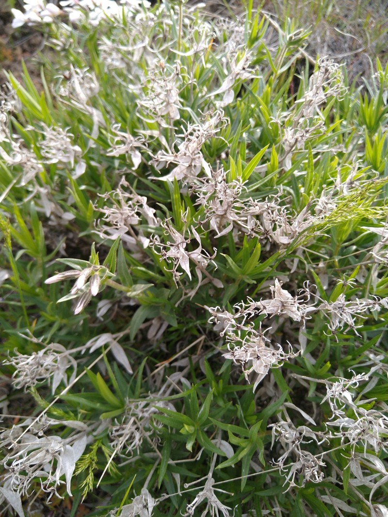 Phlox speciosa subsp. occidentalis photo 2