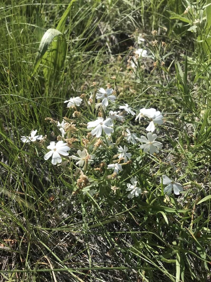 Phlox speciosa subsp. occidentalis photo 3