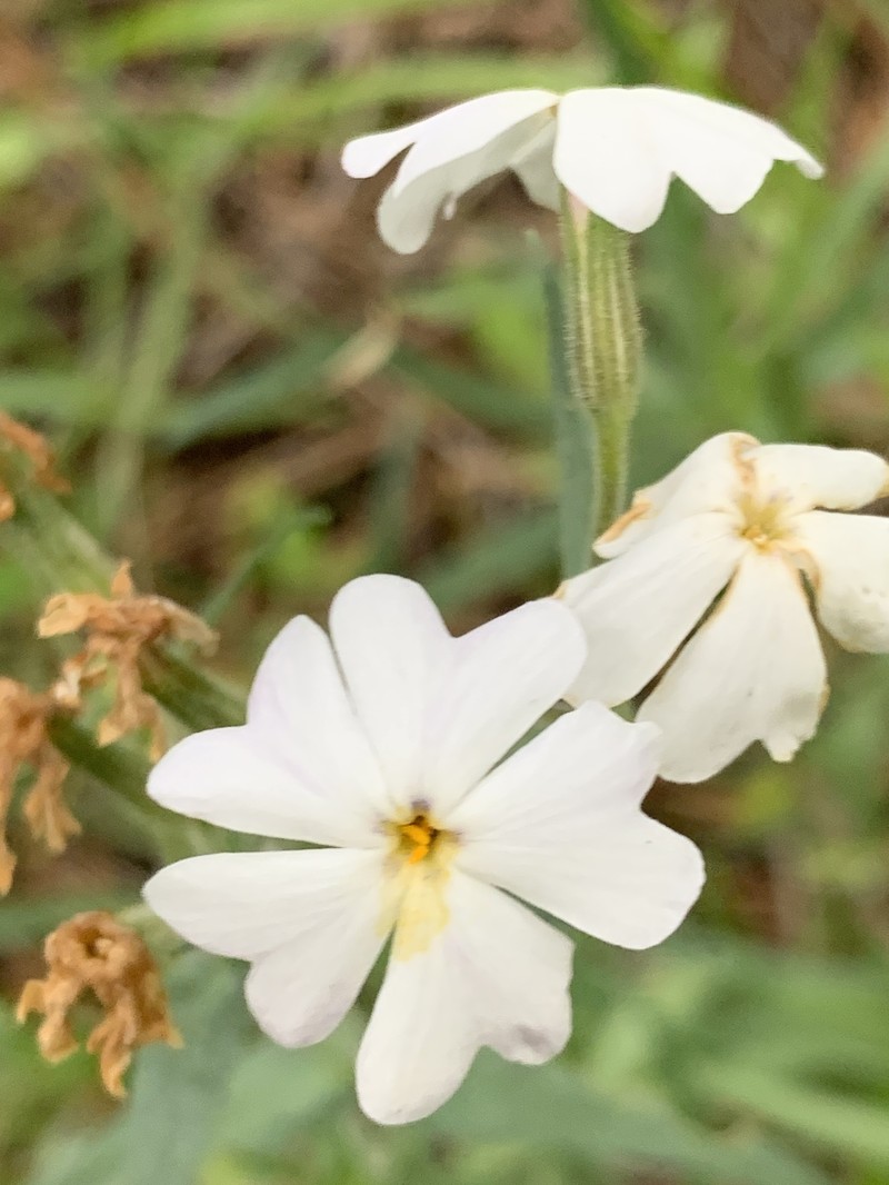 Phlox speciosa subsp. occidentalis photo 4