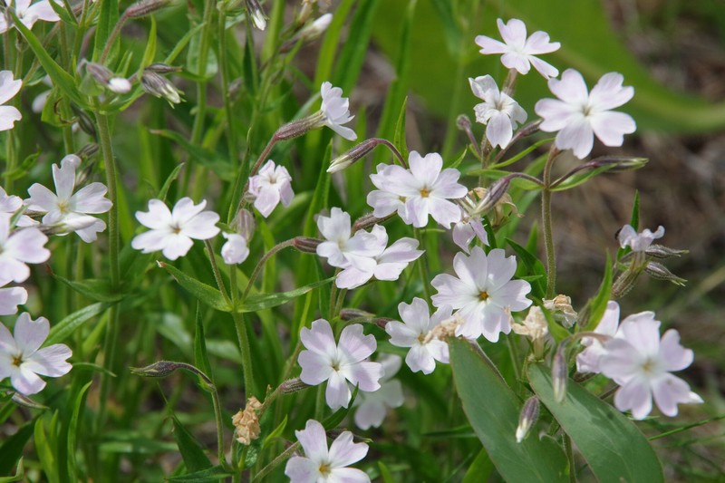Phlox speciosa subsp. occidentalis photo 5