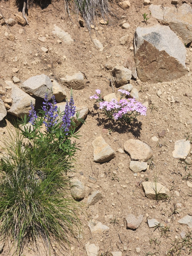 Phlox speciosa subsp. occidentalis photo 6