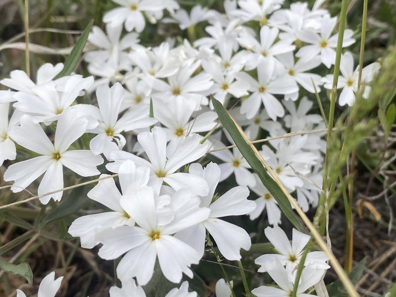 Phlox speciosa subsp. occidentalis photo 7
