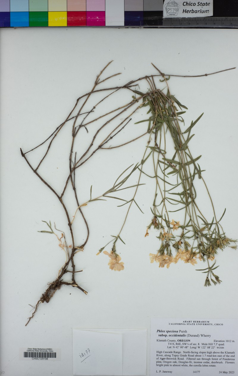 Phlox speciosa subsp. occidentalis photo 8