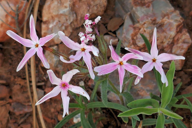 Cold-Desert Phlox