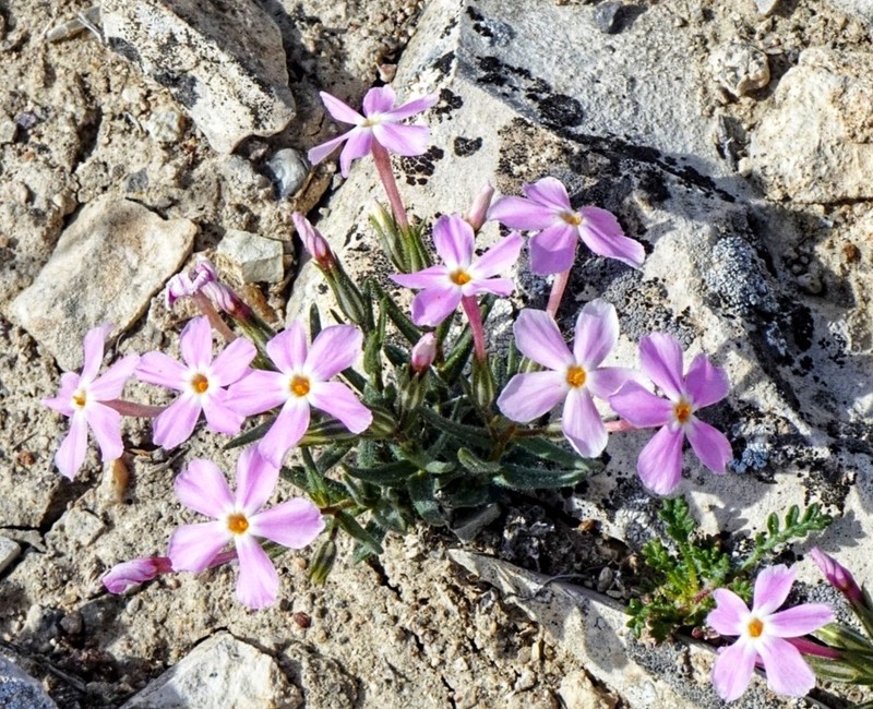 Cold-Desert Phlox photo 2