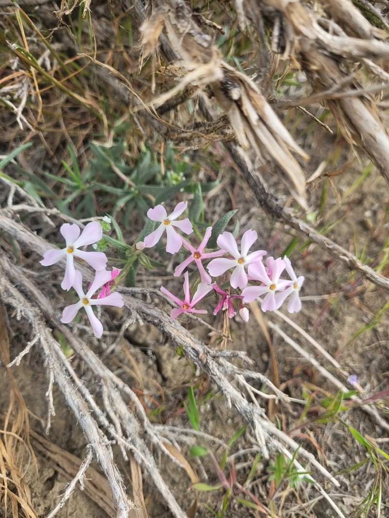 Cold-Desert Phlox photo 3