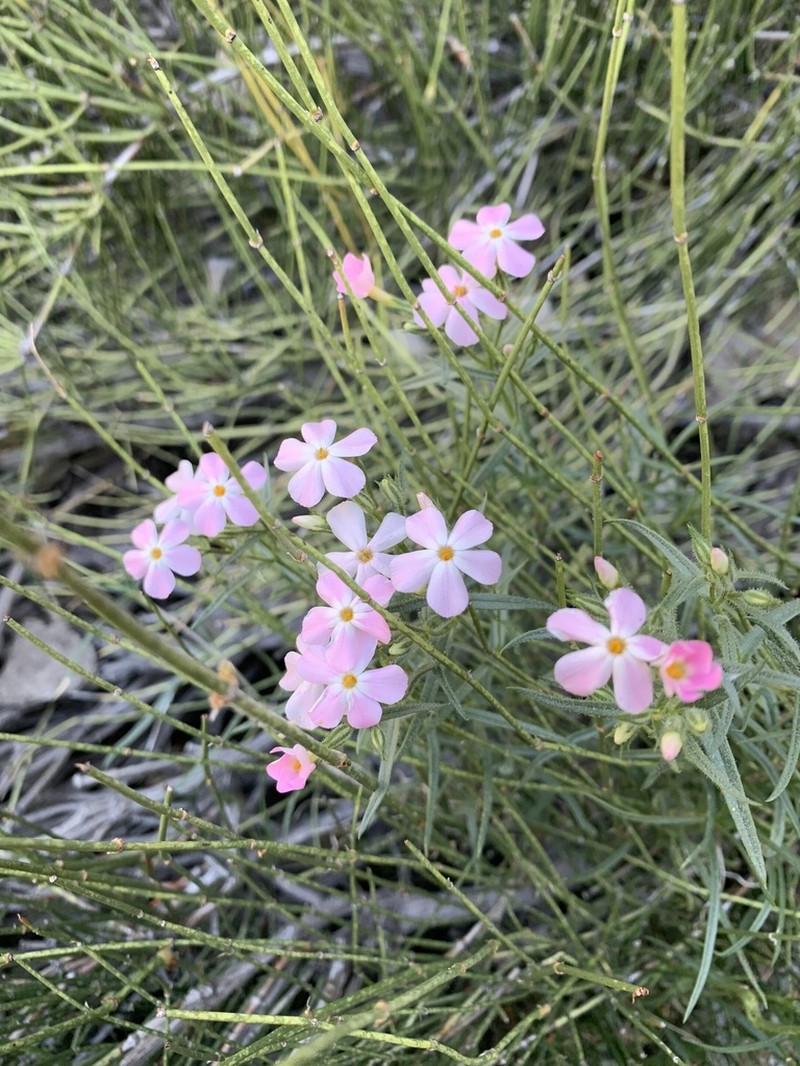 Cold-Desert Phlox photo 4