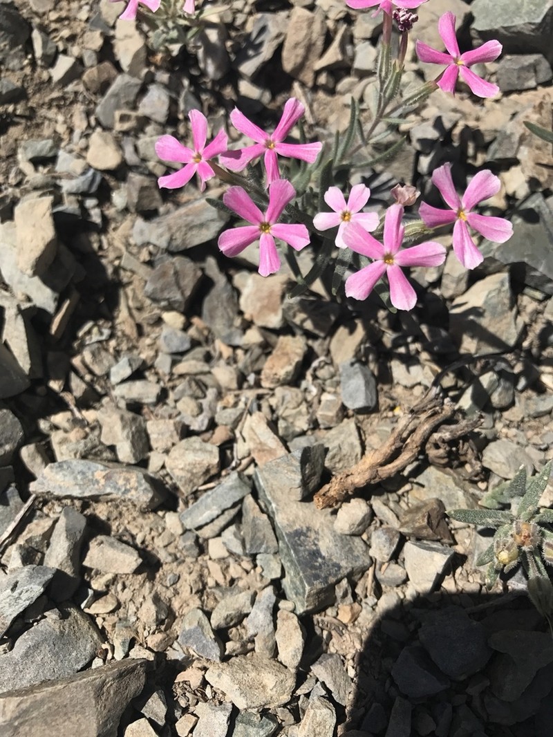 Cold-Desert Phlox photo 5