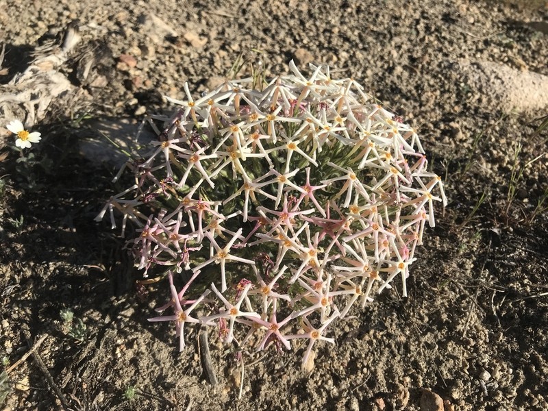Cold-Desert Phlox photo 6