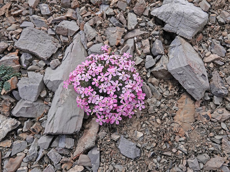 Cold-Desert Phlox photo 7