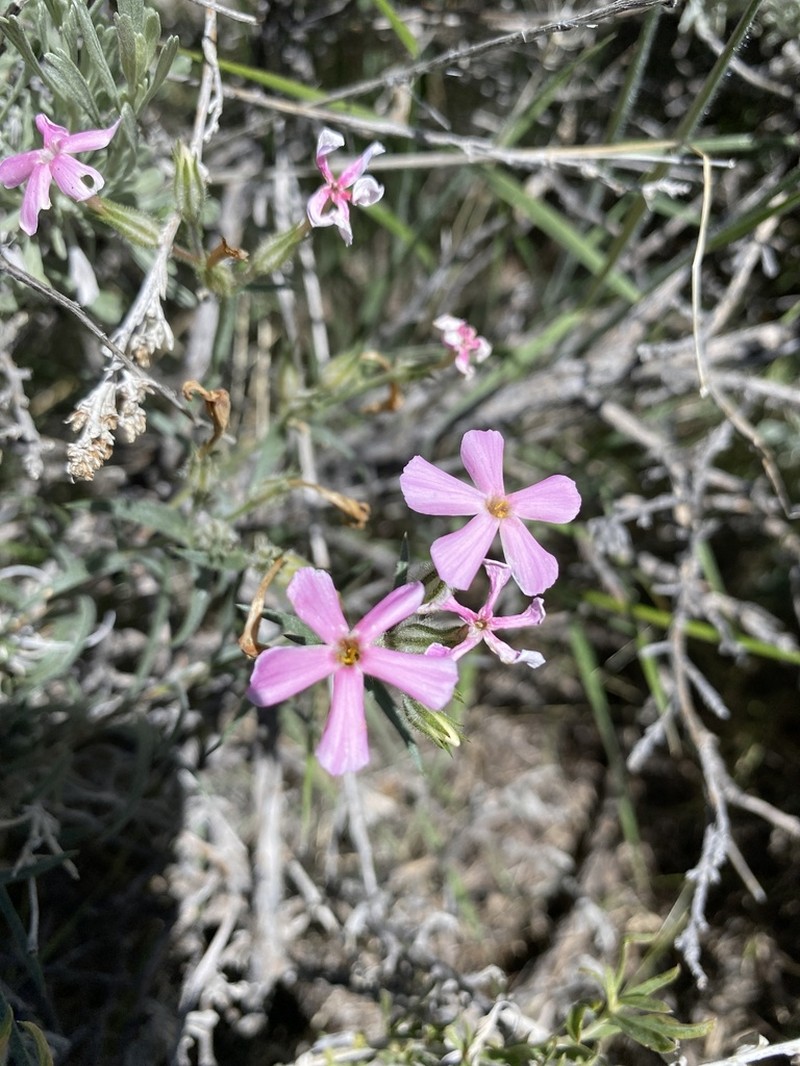 Cold-Desert Phlox photo 8