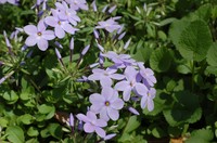 Creeping Phlox