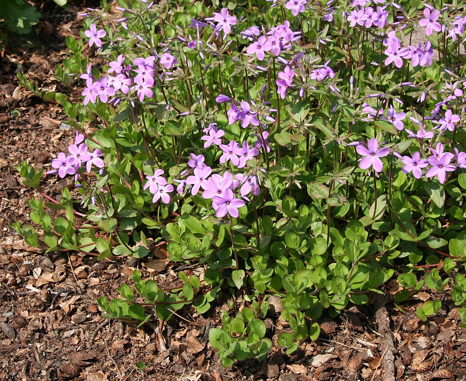 Creeping Phlox photo 8