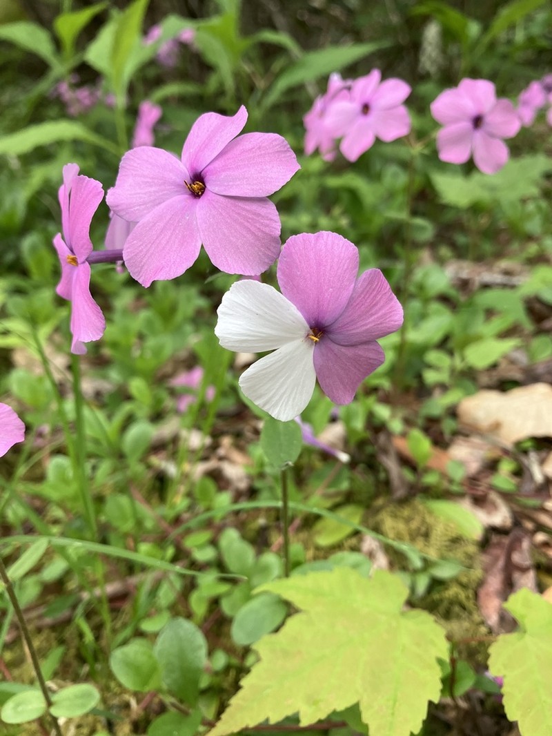 Creeping Phlox photo 4