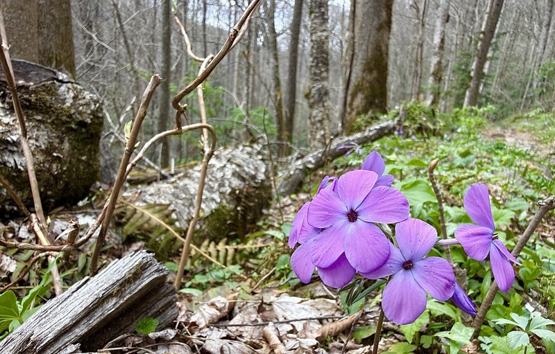 Creeping Phlox photo 5