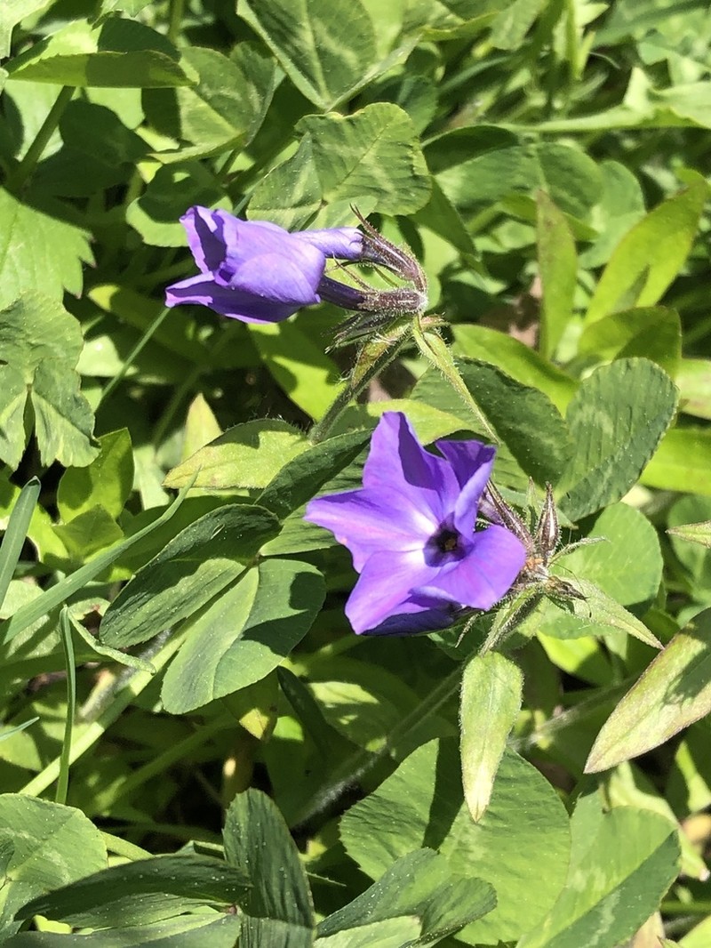 Creeping Phlox photo 6