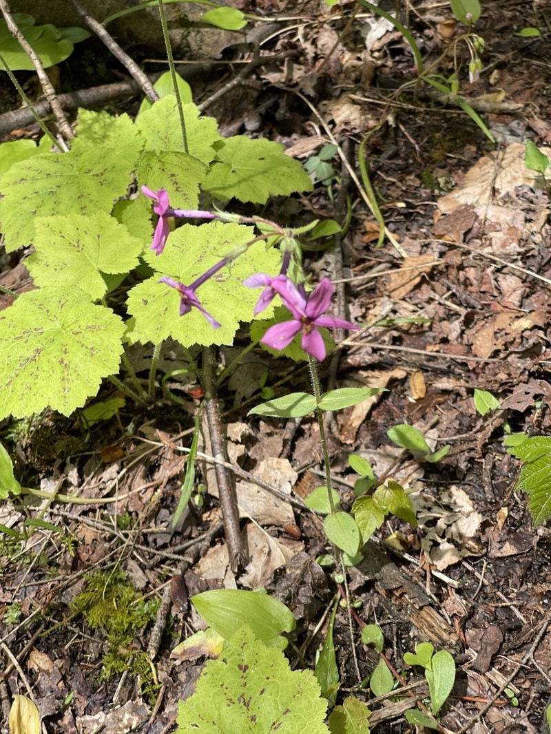 Creeping Phlox photo 7