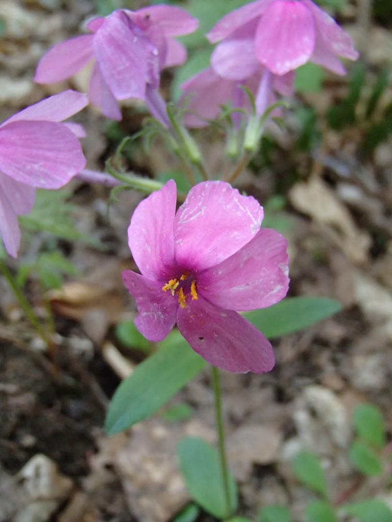 Creeping Phlox photo 8