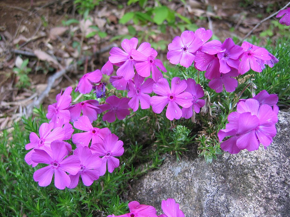 Moss Phlox