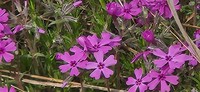 Moss Phlox