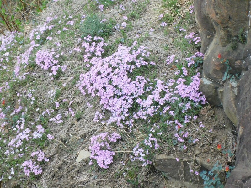 Moss Phlox photo 2