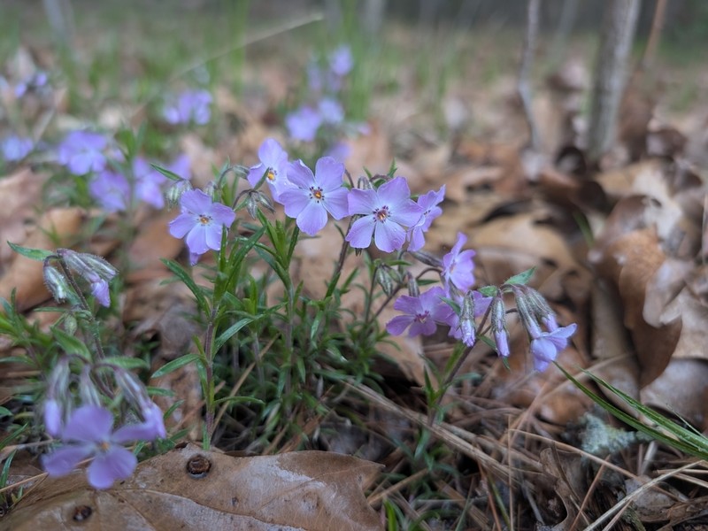 Moss Phlox photo 4