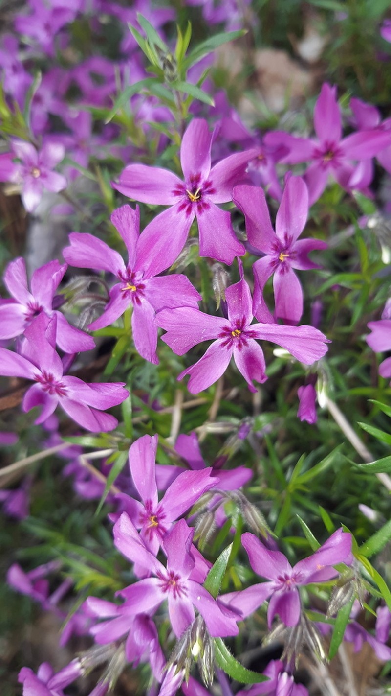Moss Phlox photo 5