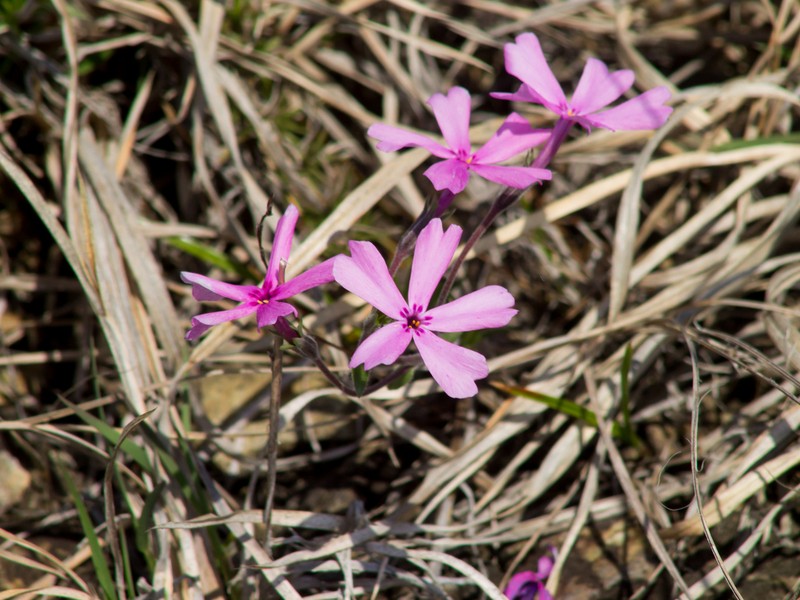 Moss Phlox photo 6