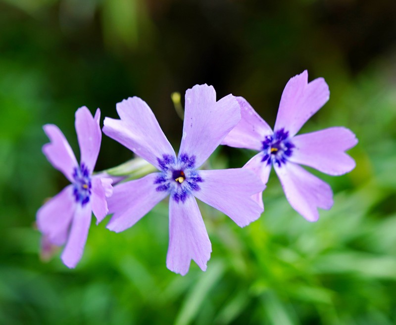 Moss Phlox photo 7
