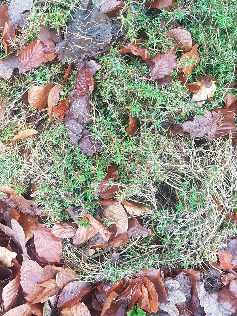 Moss Phlox photo 8