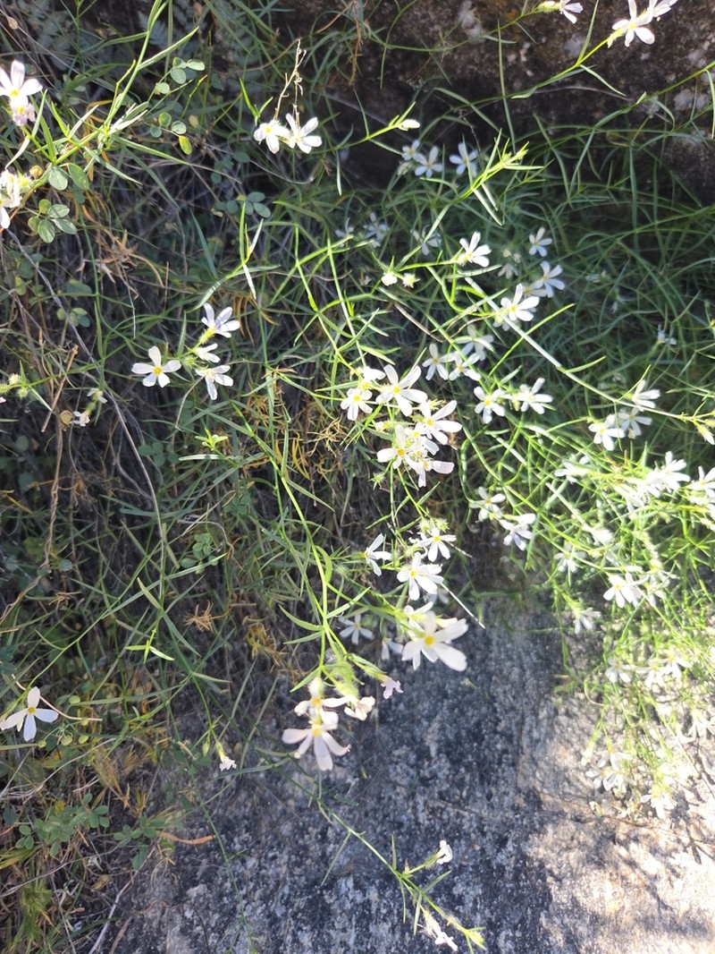 Santa Catalina Mountain Phlox