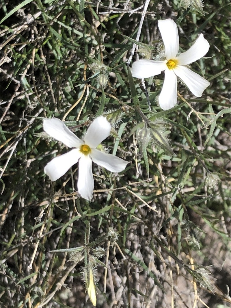 Santa Catalina Mountain Phlox photo 2