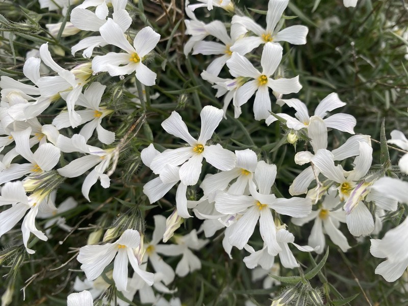 Santa Catalina Mountain Phlox photo 3