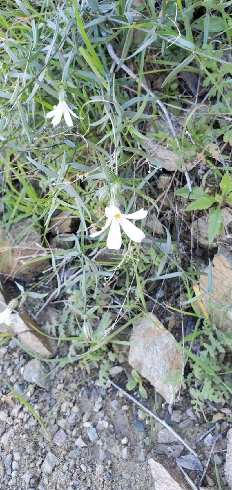 Santa Catalina Mountain Phlox photo 4